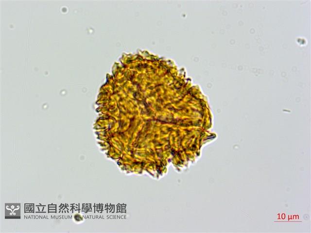 登錄號:P010021藏品圖，第2張