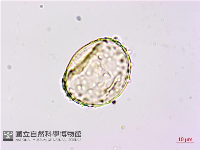 登錄號:P020521藏品圖，第1張