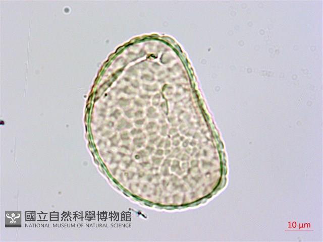 杯狀蓋陰石蕨藏品圖，第2張