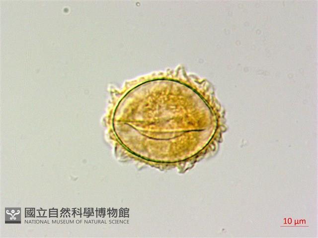 蛇脈三叉蕨藏品圖，第2張