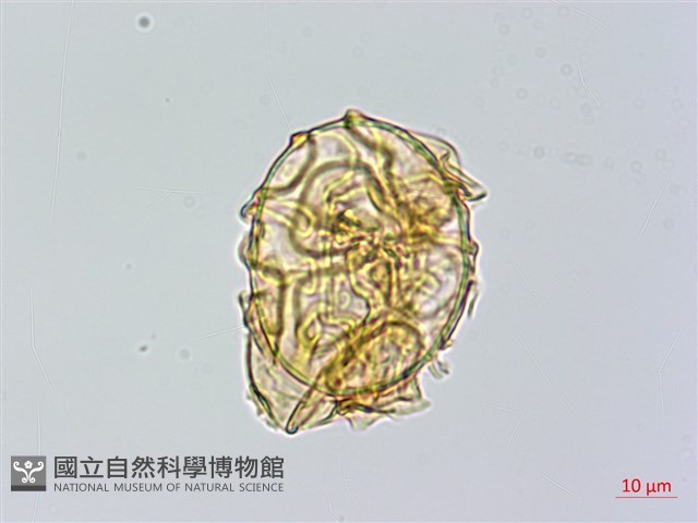 愛德氏肋毛蕨藏品圖，第1張