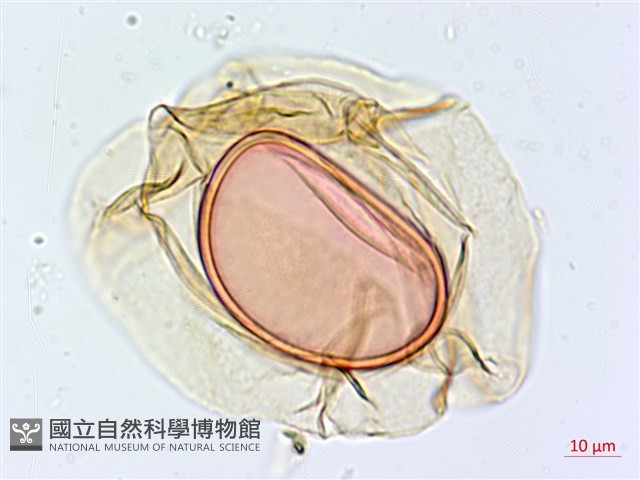 隱脈細柄雙蓋蕨藏品圖，第2張