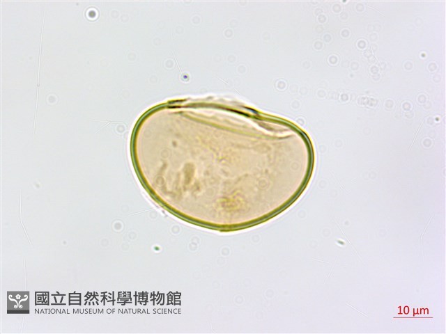 裂葉鐵角蕨藏品圖，第2張