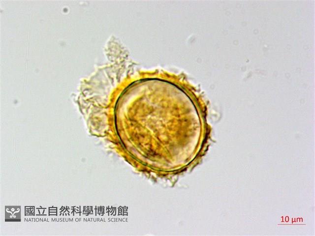 南投三叉蕨藏品圖，第2張