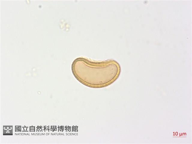 姬蹄蓋蕨藏品圖，第2張