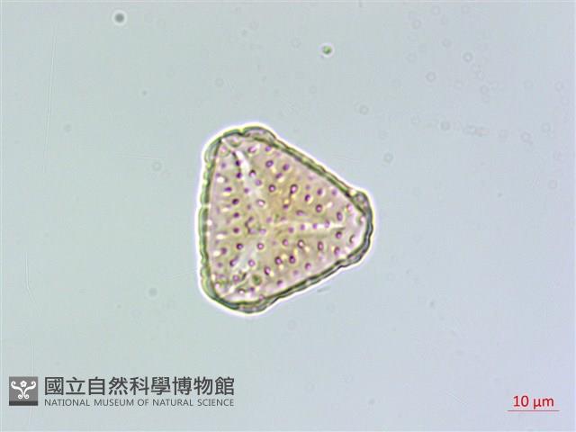 相馬氏石杉藏品圖，第2張