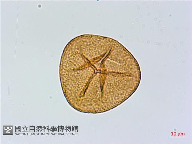 華鳳丫蕨藏品圖，第2張