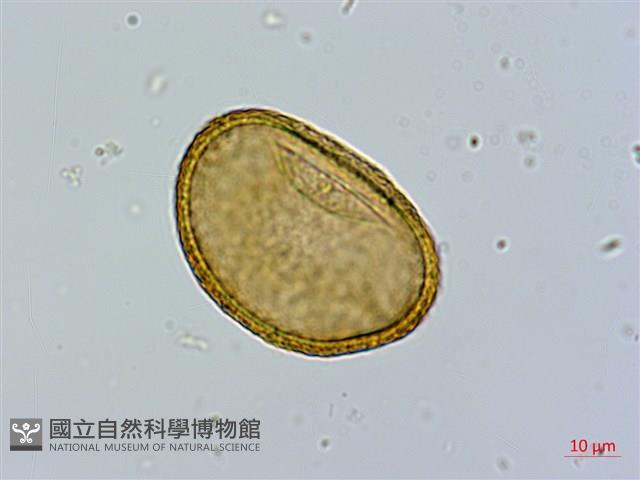 毛翼蹄蓋蕨藏品圖，第2張