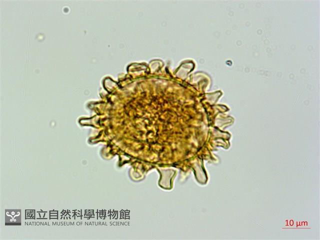 毛軸假蹄蓋蕨藏品圖，第2張