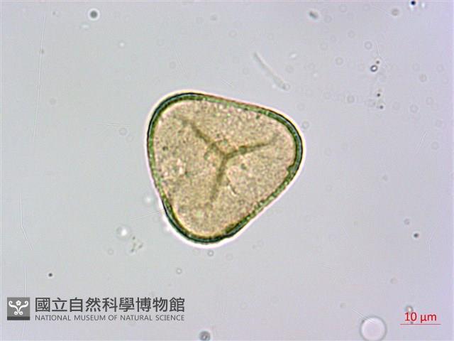 司氏碗蕨藏品圖，第2張