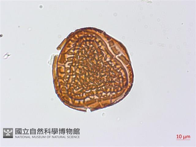 粉葉蕨藏品圖，第2張