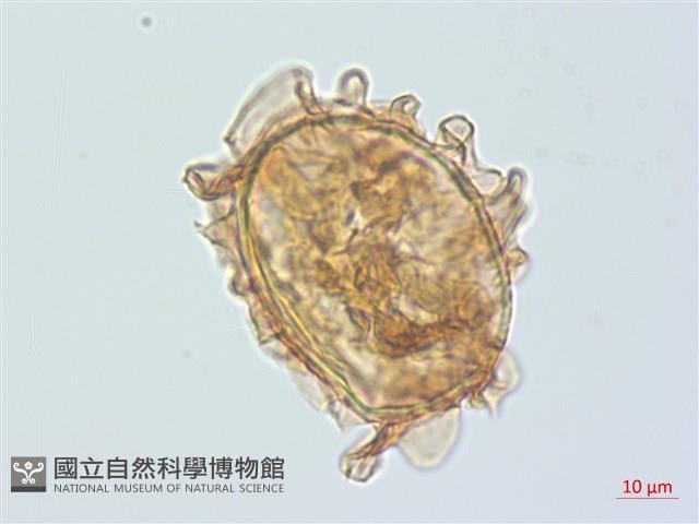 牧野氏對囊蕨藏品圖，第1張