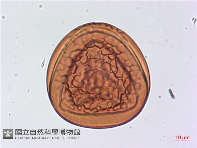 翠蕨藏品圖，第2張