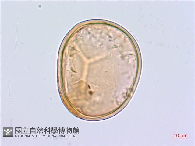 鹵蕨藏品圖，第1張