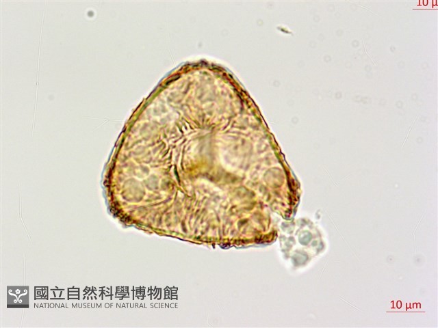 黑桫蕨藏品圖，第2張