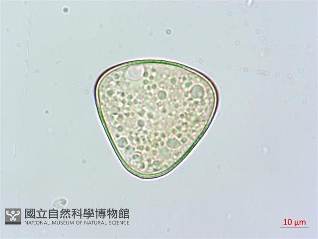 羽葉鱗蓋蕨藏品圖，第2張