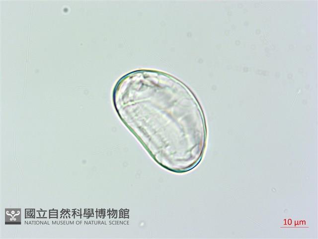 雙扇蕨藏品圖，第2張