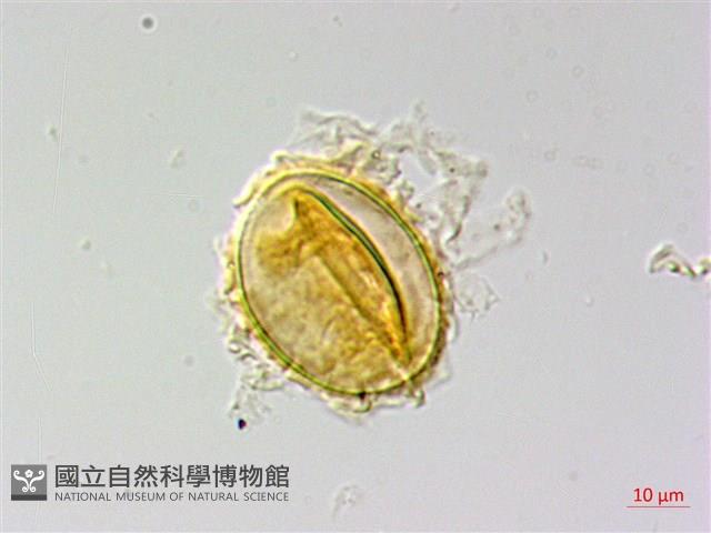 南投三叉蕨藏品圖，第1張