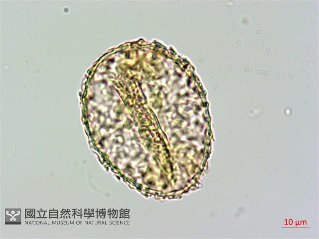 姬蕨藏品圖，第2張