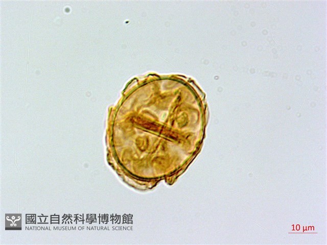 密腺羽節蕨藏品圖，第2張