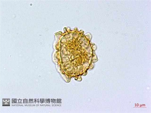 登錄號:P003871藏品圖，第2張