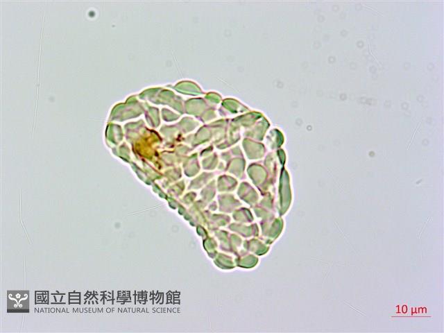 台灣小膜蓋蕨藏品圖，第1張