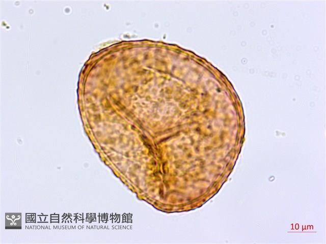 登錄號:P005681藏品圖，第2張