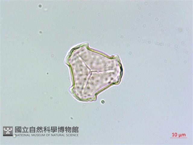 蛇足石杉、千層塔藏品圖，第1張