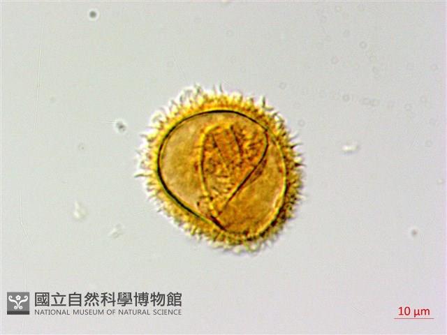 陰地三叉蕨藏品圖，第1張