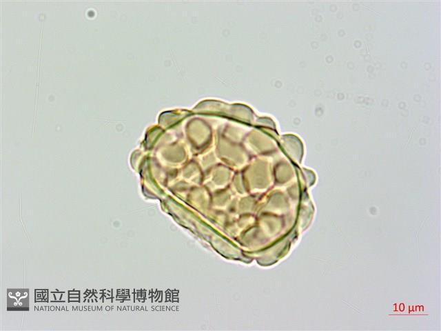 大膜蓋蕨藏品圖，第2張