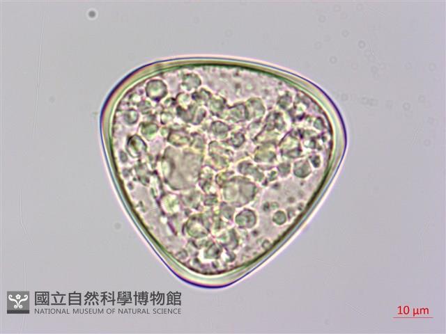 金狗毛蕨藏品圖，第2張