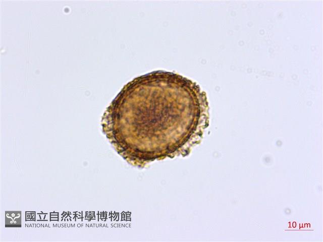 姬鐵角蕨藏品圖，第2張