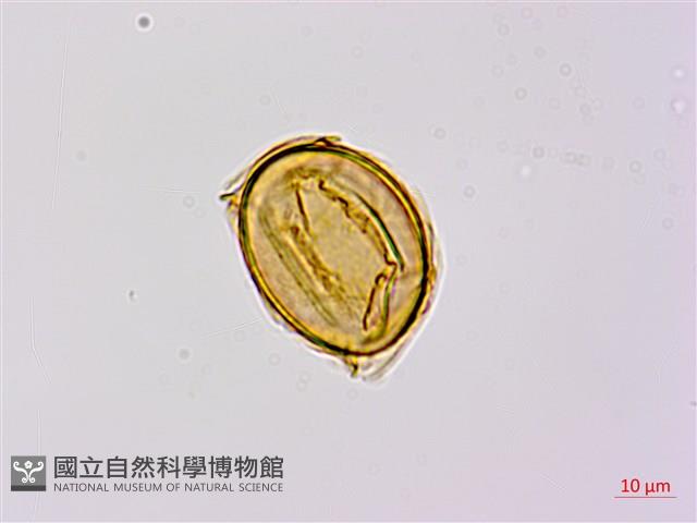 烏毛蕨藏品圖，第1張