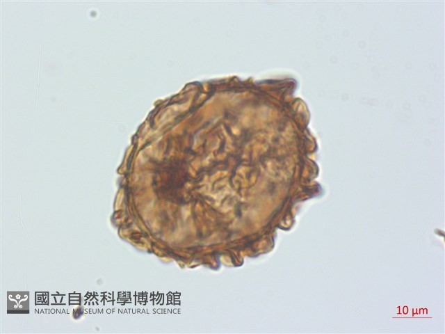 南洋假鱗毛蕨、波氏蹄蓋蕨藏品圖，第1張