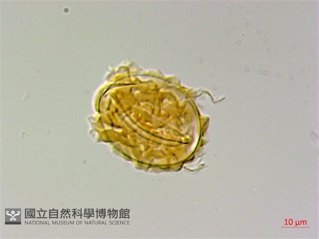 地耳蕨藏品圖，第2張