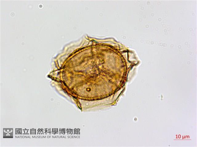 南海鐵角蕨藏品圖，第2張