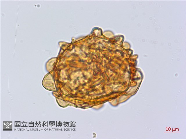細齒貫眾蕨藏品圖，第2張
