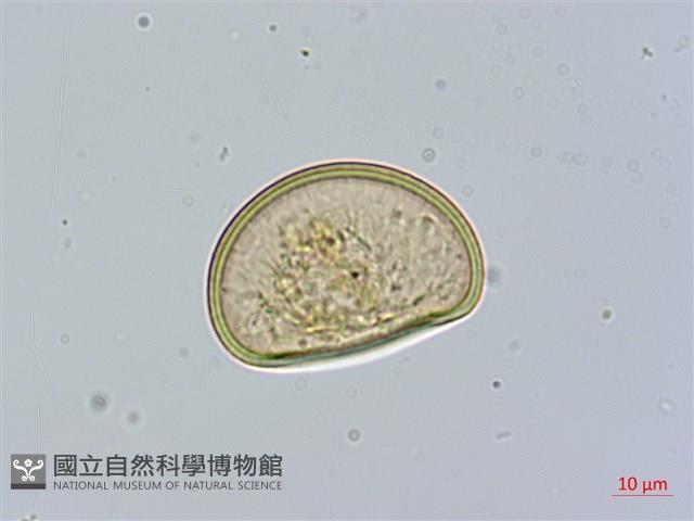 紅柄蹄蓋蕨藏品圖，第1張