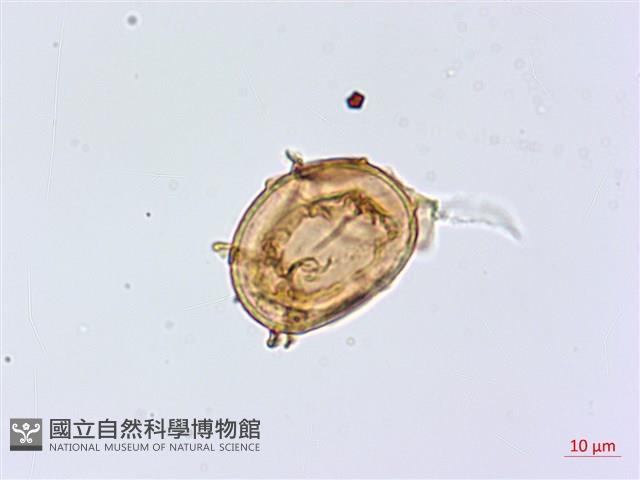 擬德氏雙蓋蕨藏品圖，第2張