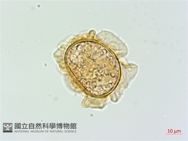 假腸蕨藏品圖，第1張