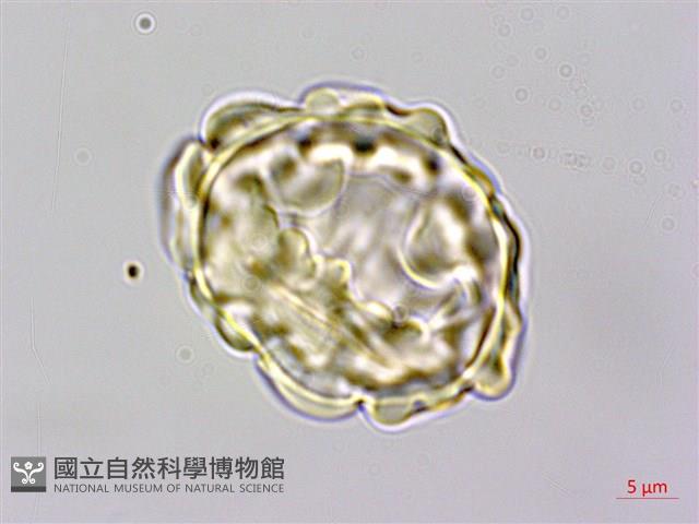 馬來陰石蕨藏品圖，第2張