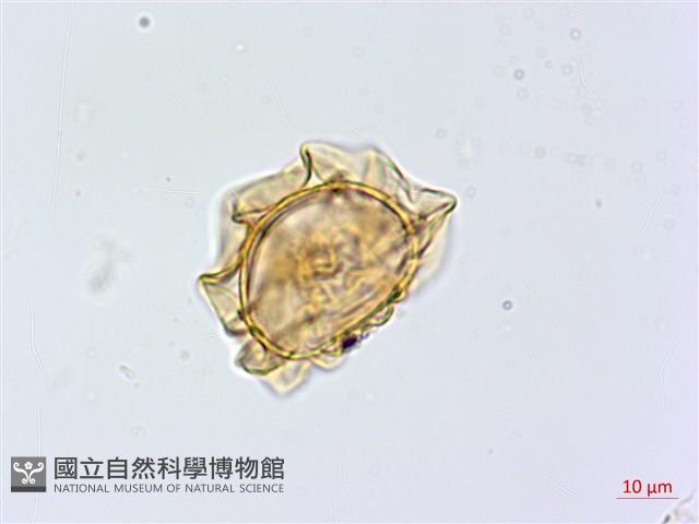 大葉貞蕨藏品圖，第1張