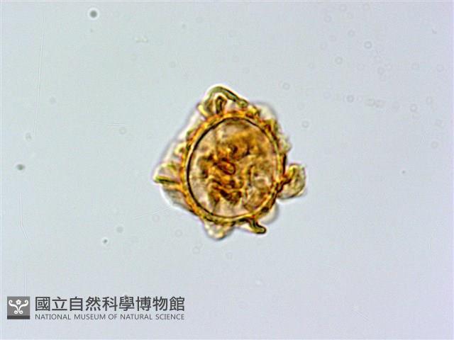 登錄號:P003894藏品圖，第2張