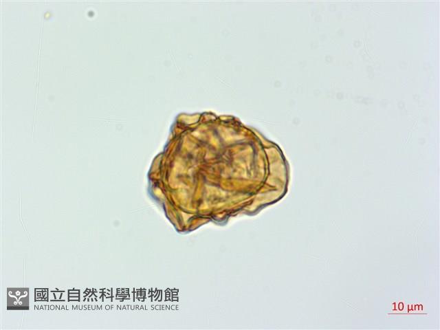 細葉複葉耳蕨藏品圖，第1張