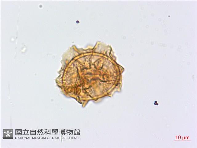 生芽鐵角蕨藏品圖，第1張