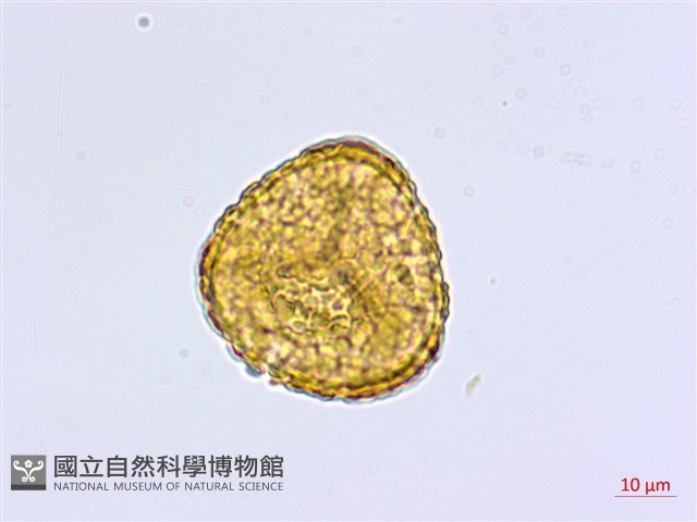 馬來鐵線蕨藏品圖，第2張