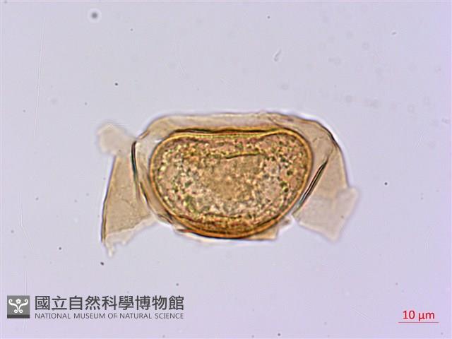長苞雙蓋蕨、鱗柄雙蓋蕨藏品圖，第1張