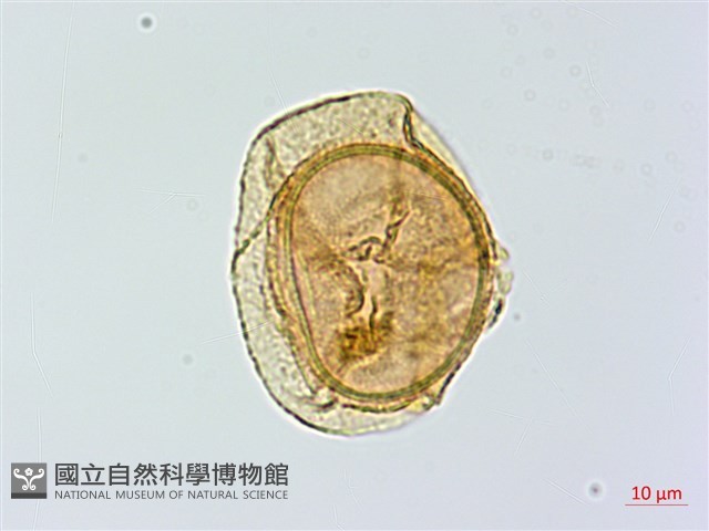 蘭嶼鐵角蕨藏品圖，第1張