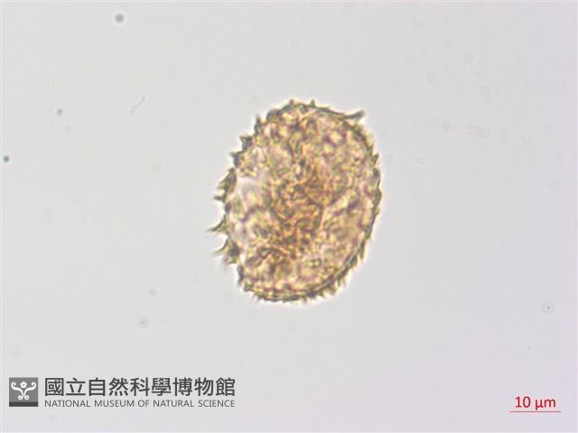 毛葉軸脈蕨藏品圖，第1張