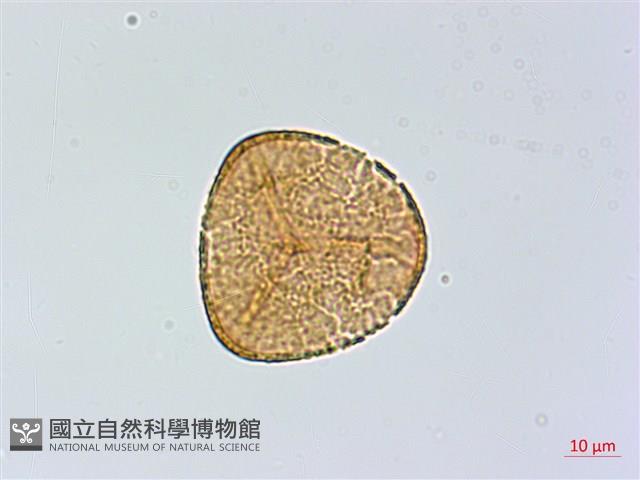 日本鳳丫蕨藏品圖，第2張
